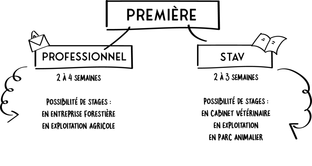 Stage à l'étranger École Le Nivot